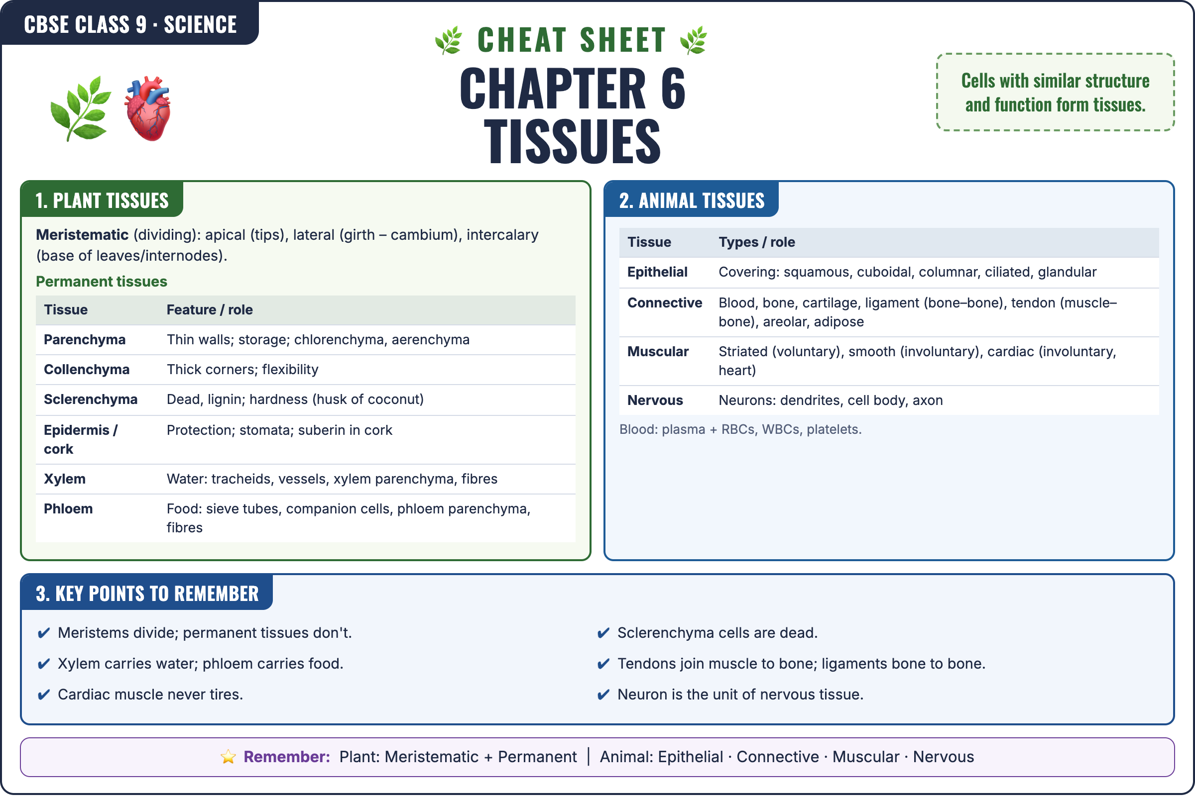Tissues cheat sheet: key formulas and points for Class 9 · CBSE Science